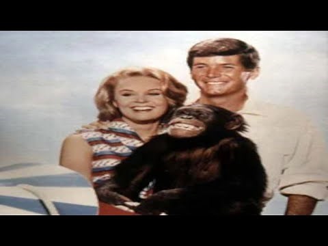 Série Daktari 1966 - 1969 / 42 min / Aventure, Famille