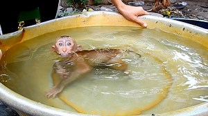 45K views · 688 reactions | Funny monkey taking a bath - Funny monkey Maly doesn't want to stop bathing | Monkey Free | Facebook