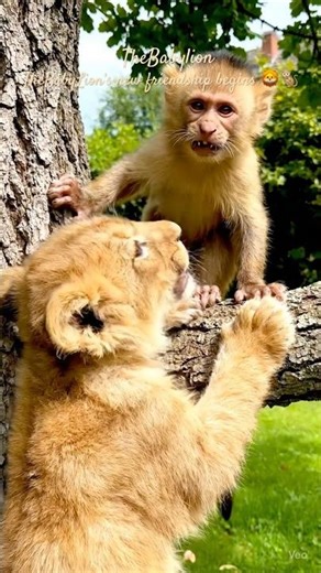 Baby Lion Meets a Tiny Monkey for the First Time 🦁🐒 | TheBabyLion