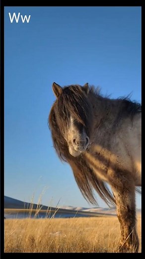 The Wild Horse | Power and Freedom in Nature #WildlifeMoment #animals #shorts