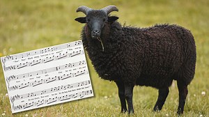 What are the lyrics to ‘Baa Baa Black Sheep’, and did it have any wool?