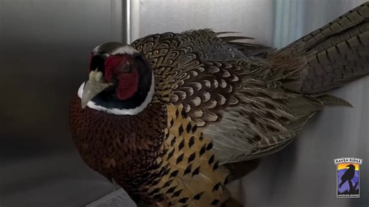 These are one of the most beautiful birds in Pennsylvania, and did you know that they hiss? Wildlife managers have long contended that habitat loss and land-use changes have caused the ring-necked's plunge. In recent years, thousands of farmland acres have been lost to industrial complexes, shopping malls, suburban developments and urban sprawl. On areas still being farmed, smaller fields have been consolidated into bigger ones to accommodate larger farm equipment, causing a loss of fencerows an