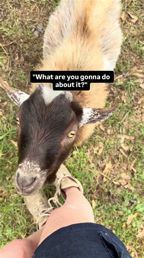 My Goat Bullies Me… Then Acts Innocent 🥹🐐