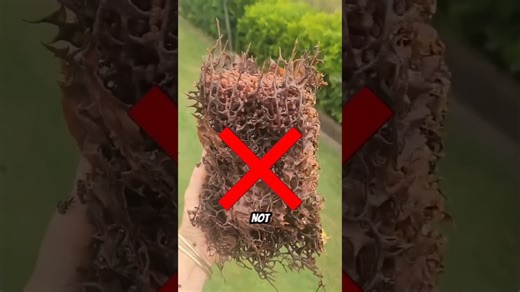 Bees That Make Honey From Flesh?