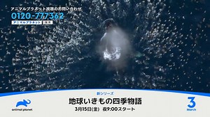 27 reactions | アニマルプラネット 3月のおすすめ番組 https://www.discoveryjapan.jp/news/vxpt-_0005/ 地球いきもの四季物語 3月15日(金)スタート毎週金曜21:00 解明・巨大動物の脅威 3月19日(火)スタート毎週火曜21:00 魅惑のアクアリウム シーズン1 3月13日(水)スタート毎週水曜20:00 | ディスカバリーチャンネル | Facebook