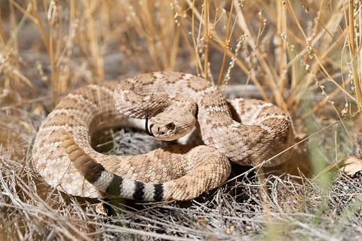 The Most Dangerous Snakes in Oklahoma You Should Avoid