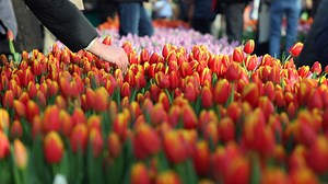 Amsterdam officially kicked off the tulip season with National Tulip Day on Januay 20. The public are invited to pick a bunch of tulips for free in a specially constructed picking garden. | AFP News Agency