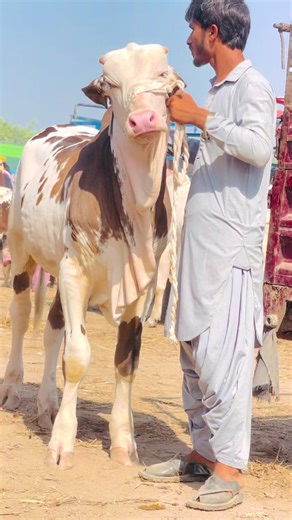 Exploring Ustad Cattle Farm: A Beautiful Farming Experience