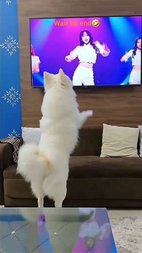 Bruno joined a K-pop group! 🤯 #Brunolife #shorts #PetDance #KpopDanceDog #CuteDog #kpop #viraldog