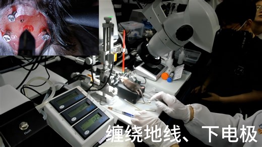 SPIKE电极、LFP电极植入手术实操