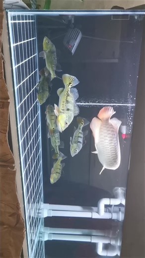 Ai ryS36 (@airys36)’s videos with Trumpets - Sak Noel,Sean Paul,Salvi