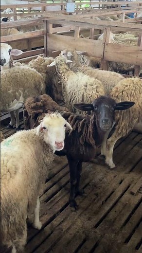 CUTE SHEEP SOUNDS! 🐑 Little Lambs Baa Baa for Kids to Learn,goat sound,animal sound