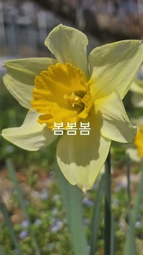 봄나들이 4월 봄꽃 수선화 개화시기 #봄소식#꽃이피고#수선화