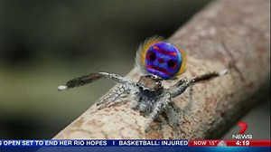 39K views · 452 reactions | A colourful new Australian spider species has been named after a ballet star who famously defected from China. www.7news.com.au #7News | 7NEWS Melbourne | Facebook