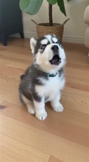 Husky Puppy Gives His Very Best Howl #dog #puppies #viral