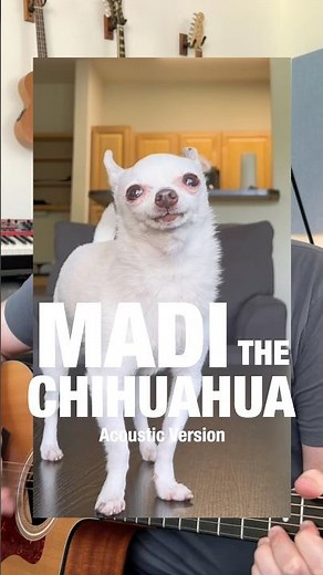 Madi the Chihuahua - Acoustic Version (Puppy Songs Collab with ‪@Thestadlerfam‬ )