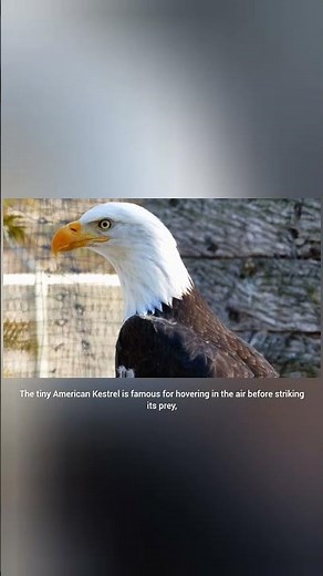 Falcons Explained: Species, Speed, Hunting & Amazing Facts