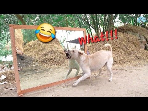 26 Minutes of Funniest Dogs Vs Mirrors Hilarious Reaction Experiences 😂