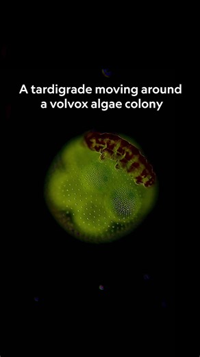 National Geographic on Instagram: "Each year, Nikon’s Small World in Motion competition rewards the best in microscopic storytelling. This video of a tardigrade—colloquially known as a water bear—ambling around a volvox algae colony was captured at 20x magnification by Penny Fenton (@tardigrade_circus) and came in fourth place in 2025. Learn more about the competition and see other winning entries at the link in bio."