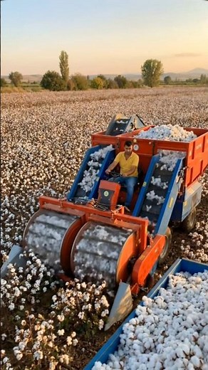 Modern Cotton Harvesting Machine in Action | Smart Farming Technology