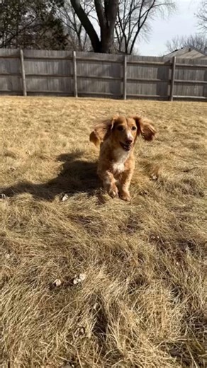 Mom has too many videos, so she is piecing them together to make a nice collage. #dogs #viral #fypシ #fypviralシ #dogsoftiktok 💜✨