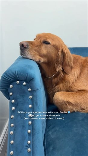 Bentley 🌶️ | Heart shaped diamonds for our lover boyyy❤️‍🔥❤️‍🔥❤️‍🔥❤️‍🔥 #thespicygolden #goldenretriever #certifiedloverboy #diamonds | Instagram