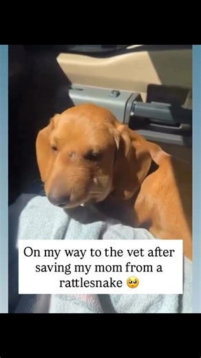 🚨🐾 Hero alert 🐾🚨 Today was one of those moments that makes you realize just how unpredictable life can be… and how fiercely our furry friends love us. 🐶❤️ On my way to the vet right now, and I just can’t stop thinking about what happened. Earlier today, my mom was out in the yard when a rattlesnake decided to show up uninvited. 😳🐍 Before she could even react, my brave dog jumped into action no hesitation, no fear. One second my mom was in danger, the next my dog was between her and the sn