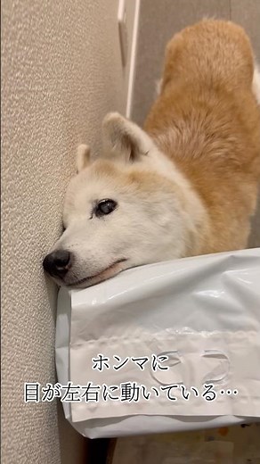 前庭疾患を乗り越える！初めての流動食に挑戦 #柴犬 #しばいぬ #shibainu #シニア犬 #老犬 #認知症