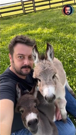 My little baby donkeys😂 #donkey #baby #babyanimals #shorts #viral #nature ##love #animallovers