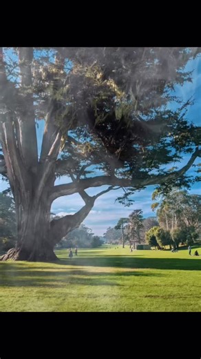 3.1K views · 48 reactions | A beloved cypress tree in Golden Gate Park is being cut down today for safety reasons. A few years ago, Eric was so taken by its beauty that he made a woodcut of it. Hearing that it’s coming down feels especially poignant, but we’re grateful to have captured it in print, a small way to keep its spirit alive. 20% off this print available now. | 3 Fish Studios | Facebook