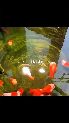 A Real-Life Ponyo?! Cutest Fish Ever! #PonyoVibes #StudioGhibliFish #KawaiiCatch