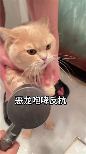 Adorable Tiny Kitten Compilation - Must-See Cuteness