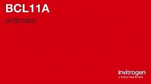 Anti-BCL11A Antibodies | Invitrogen