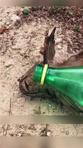 プレコが水から出た後に生き返る理由
