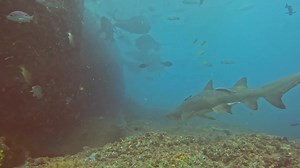 Incredible dive conditions at Wolf Rock today! Mega weather forecast this weeks, no need to go the Galapagos we got you! 😂 #australiasbestsharkandraydive | Wolf Rock Dive