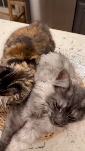 They 💗 this bowl!! 😂 #mainecoonkitten #cats #mainecoon #mainecoonbreeder | Maine Love Cattery SE Pennsylvania