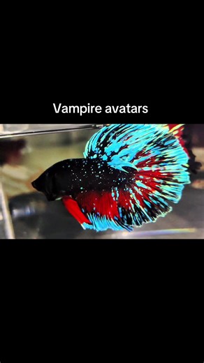 How amazing #bettafish #betta #bettatok #bettas #aquarium | betta