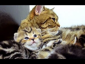 Mom Cat talking to her meowing Cute Kitten