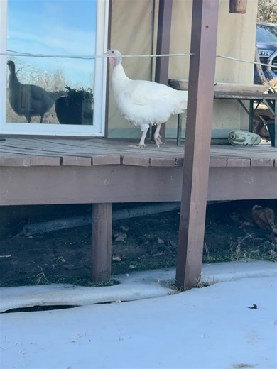 Exploring Tent Life: Sustainable Living in the Munson Tent