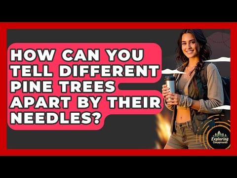 How Can You Tell Different Pine Trees Apart By Their Needles? - Exploring Campgrounds