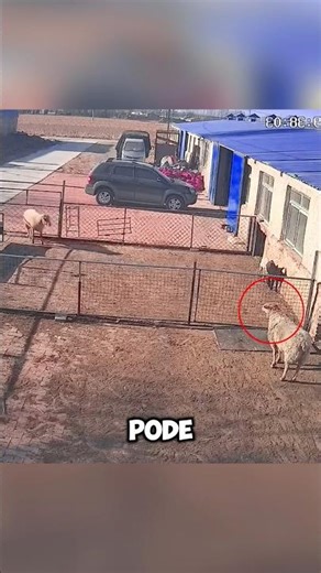 Those neighbor sheep were up to something 😅 #shorts #animals #pets