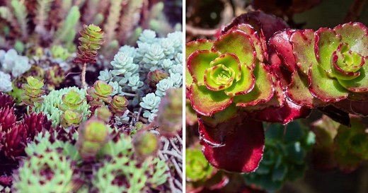 Dragon's Blood Sedum Care