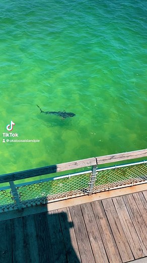 The most affordable family destination to see all sorts of wildlife such as TIGER SHARKS, Dolphins, sea turtles and other marine life? RIGHT HERE at the Okaloosa Island Pier! Pay once good all day admission pass!!!! The summer months are absolutely full of life! Stop in today and check out some of our more WILD vacation friends some with a few more teeth! 🦈🐢🐬 @destinfwb #dolphins #tigersharks #sharks #sharksofinstagram #sharkweek #seaturtles🐢 #vacationmode #vacation | Okaloosa Island Pier