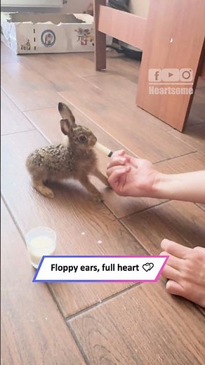 Feeding a Weak Hare Turns Into a Heartwarming Rescue!|| Heartsome 💖
