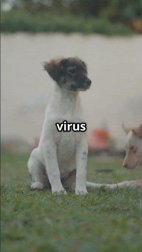 Canine Influenza: What Every Dog Owner Should Know 🐶 | Protect Your Pet from Dog Flu!