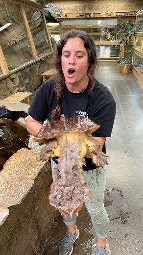 The Reptile Zoo on Instagram: "South American mata mata turtle are awesome looking .When they eat fish they actually vacuum them up at the end of a super fast strike with that long snake like neck😱 Don’t let the smile on his face fool you they are amazing at Camouflage and speed hunting their prey🐟🐠 • • • • • #reels #southamerica #matamata #turtle #reptile #animalsofinstagram #turtles #aquatica #reelsinstagram #animals #nature"
