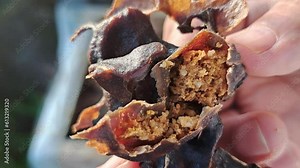 Appearance of pollen collected by stingless bees in the hive