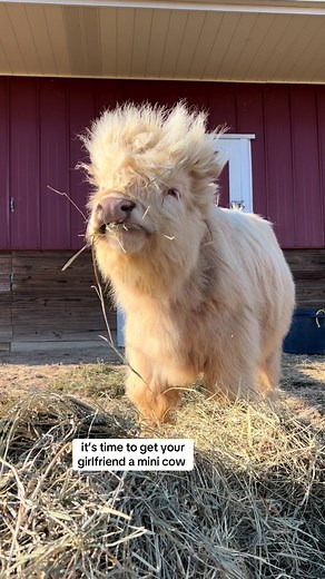 Adorable Mini Highland Cow Cosplay | Cute Animal Gift Ideas