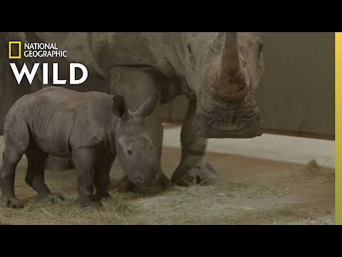 Baby Rhino Gender Reveal | Secrets of the Zoo