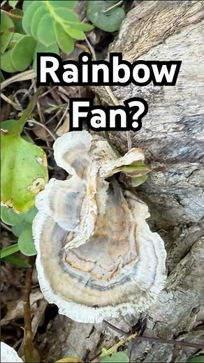 One of The Most Beautiful Mushrooms is Turkey Tail